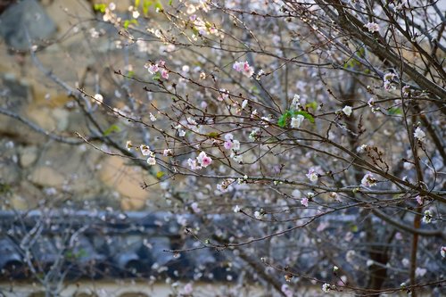 flower  white  himeiji