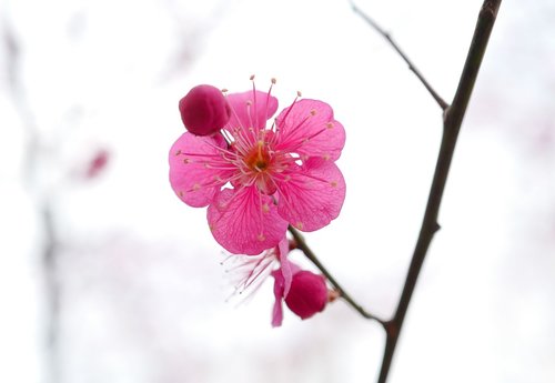 flower  nature  azalea