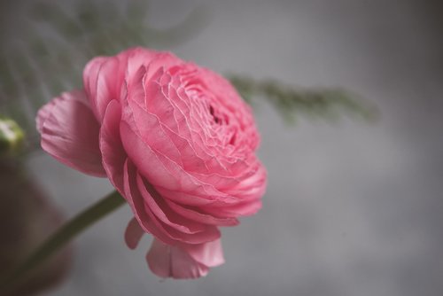 flower  ranunculus  blossom