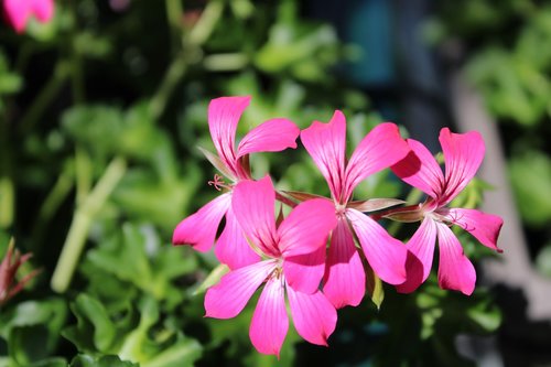 flower  fleurs  pink