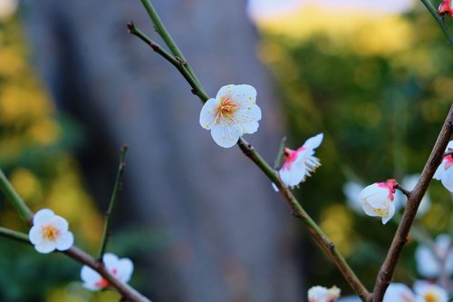 flower  white  tree