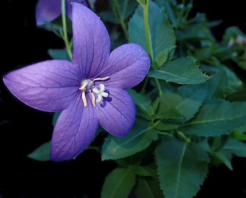 flower  campanula  garden