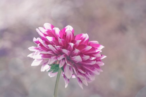 flower  raghavendra  dalia