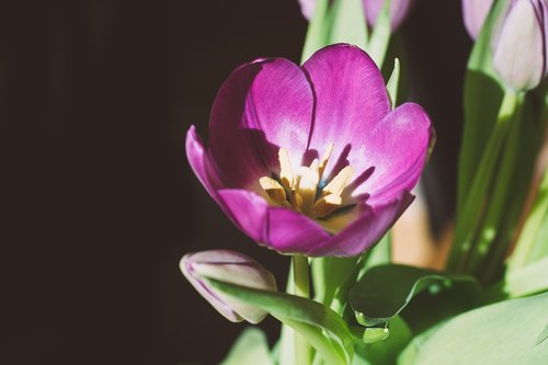 flower  tulip  blossom