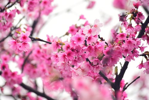 flower  plant  cherry blossom