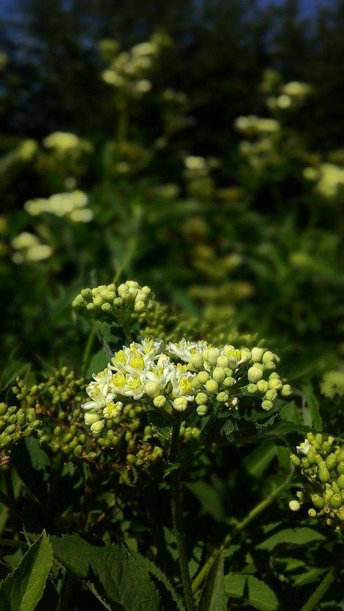 flower  nature  plant