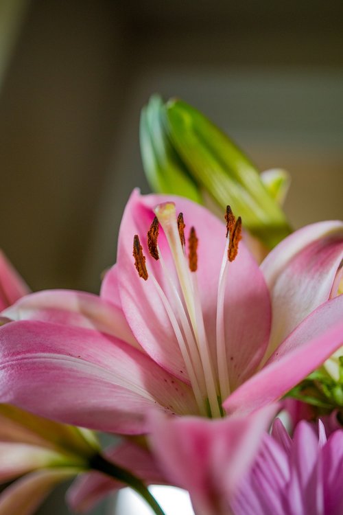 flower  pink  blossom