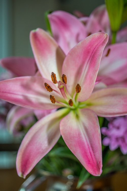 flower  pink  blossom