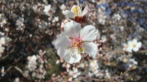 flower  almond tree  spring
