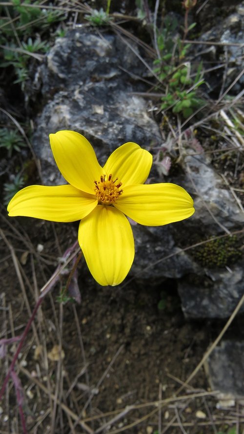 flower  yellow  petal