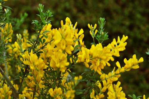 flower  nature  yellow