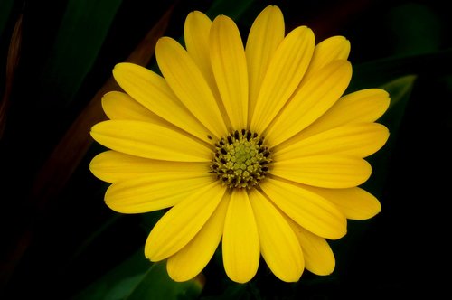 flower  yellow  nature