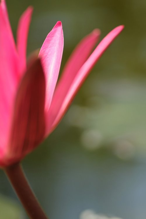 flower  lotus  pond plant