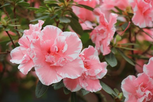 flower  flowers  pink