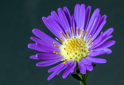 flower  garden  nature