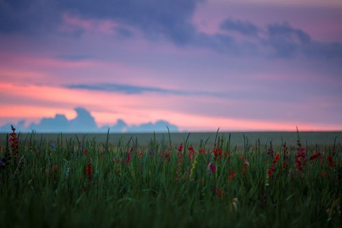 flower plant nature