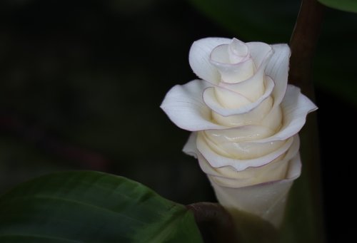 flower  white  flowers