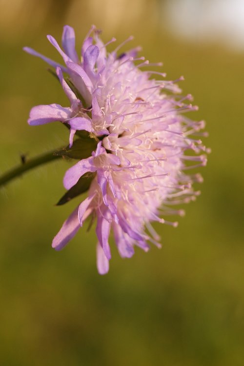 flower  macro  plant