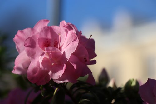 flower  pink  flowers