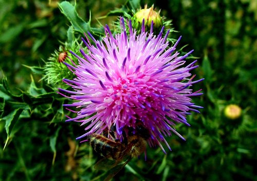 flower  thistle  pink