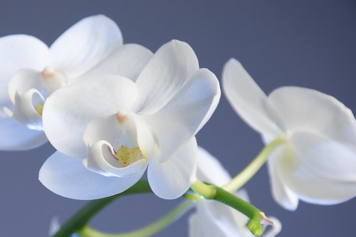 flower  nature  orchid