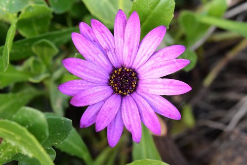 flower  purple flower  flower petals