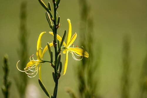 flower  plant  nature