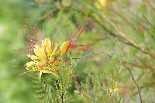 flower  spring  flora