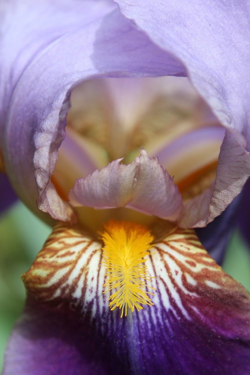 flower  iris  closeup