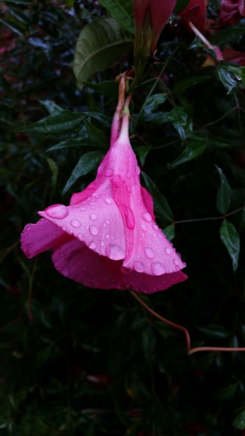 flower  dewdrops  hanging flower