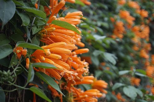 flower  flower bunches peppers  orange