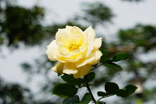 flower  plant  rose
