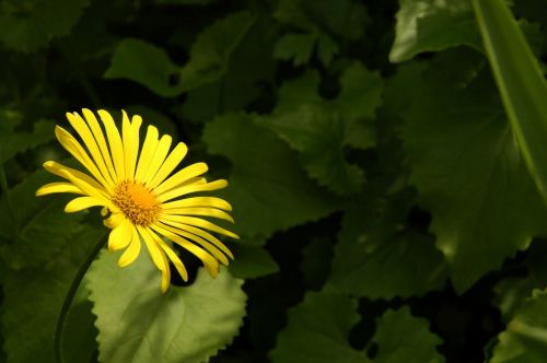 flower plant nature