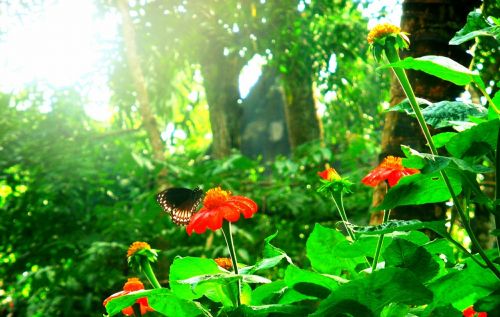 flower butterfly sunlight