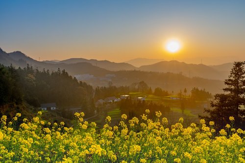 flower  rape  sunset