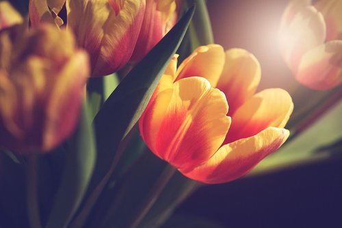 flower  tulip  bloom