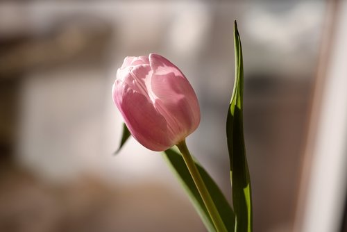 flower  pink  tulip