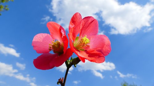 flower  quince  spring