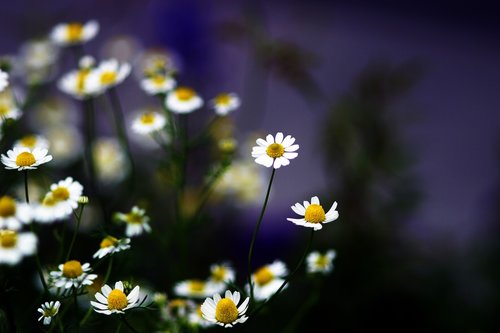 flower  flowers  wild flower