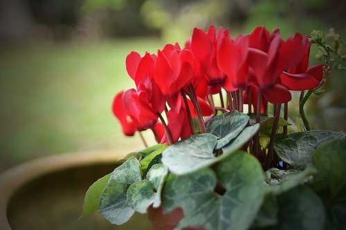 flower  nature  poppy