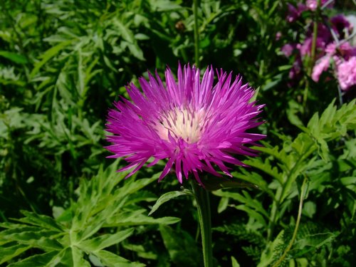 flower  garden  flora