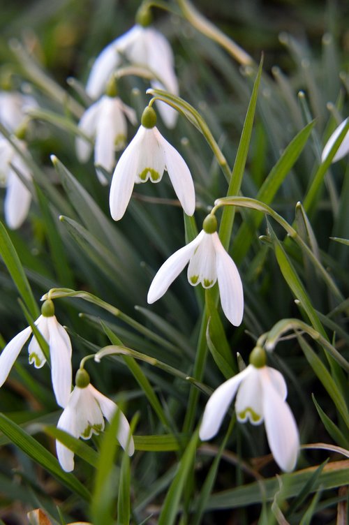 flower  perce-neige  nature