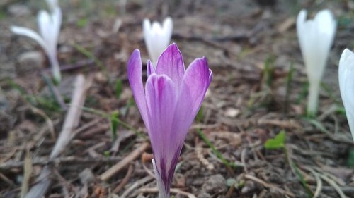 flower  violet  forest