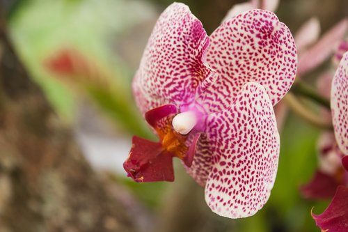 flower  flowers  orchid