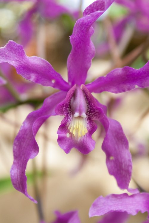 flower  flowers  orchid