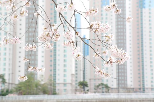 flower  cherry blossom  spring