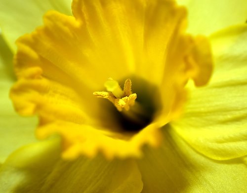 flower  yellow  close up