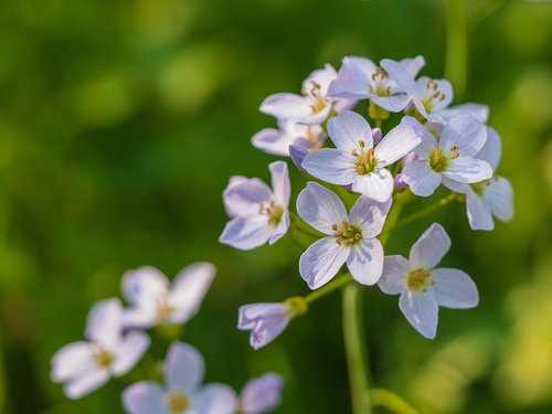 flower  flower garden  flowers