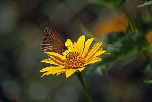 flower butterfly yellow flower