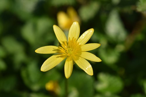 flower  flower button gold  petals